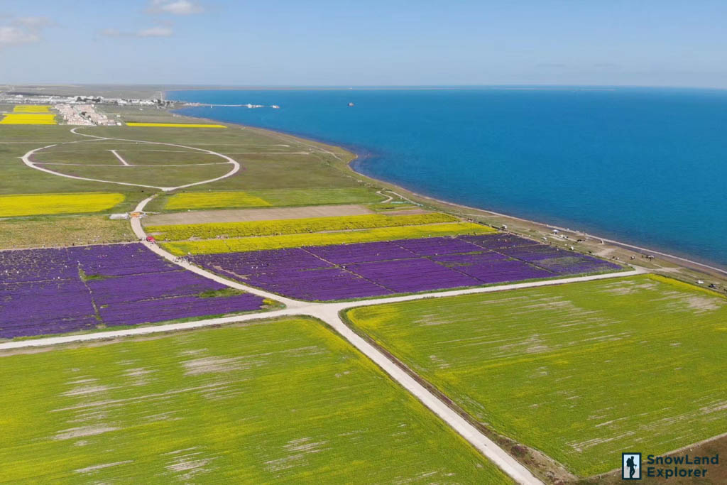 Qinghai Lake and its rape seeds flower covered shore