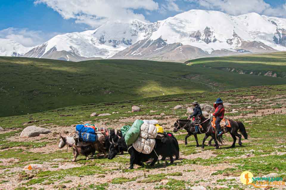 Yaks carrying camping gears and luggage during Mount Amnye Machen trek. 