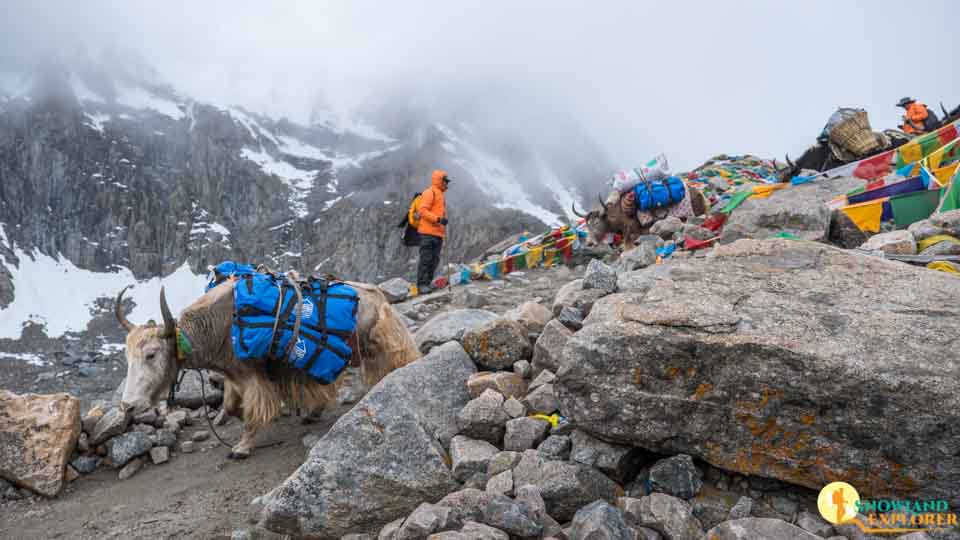 Yaks carry luggage on Mount Kailash Kora